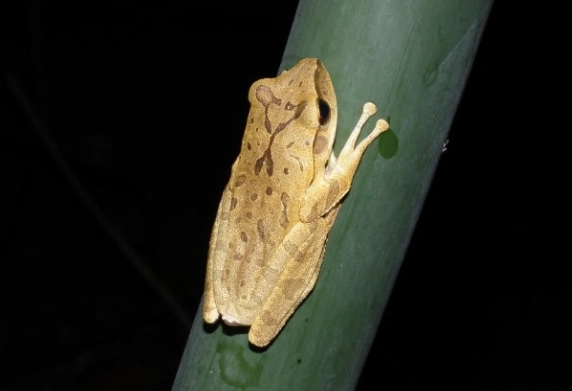 樹蛙飼養方法 樹蛙飼養方法