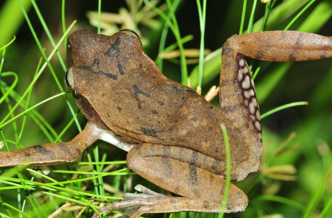斑腿樹蛙防治 斑腿樹蛙防治
