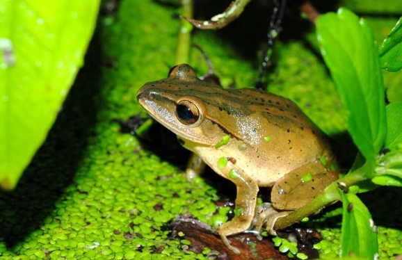 斑腿樹蛙飼養 斑腿樹蛙飼養