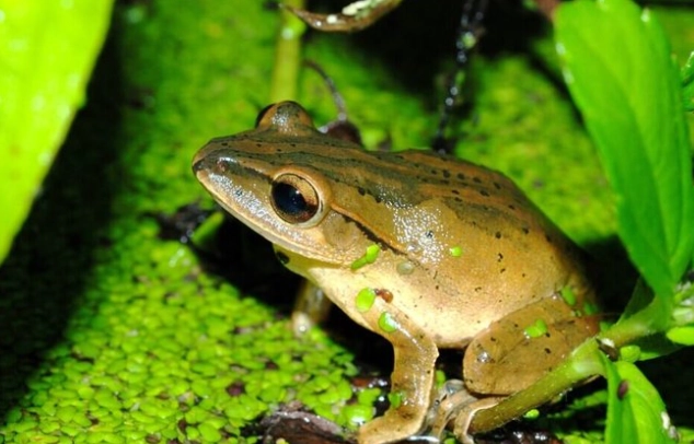 樹蛙辨識方法 樹蛙辨識方法