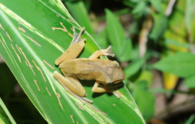 外來種斑腿樹蛙 外來種斑腿樹蛙