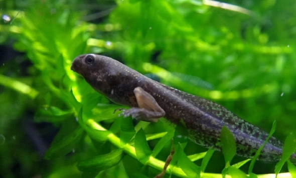 樹蛙飼養方法 樹蛙飼養方法