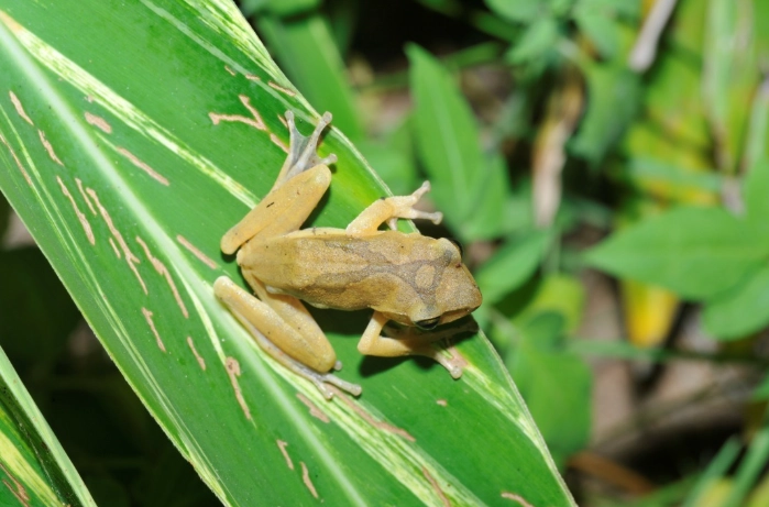 斑腿樹蛙入侵 斑腿樹蛙入侵