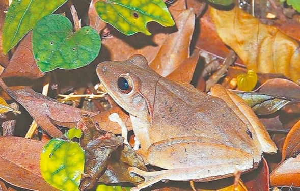 台灣樹蛙區別 台灣樹蛙區別