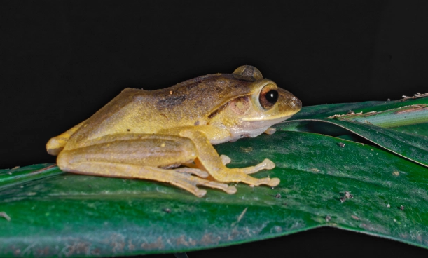 台灣樹蛙區別 台灣樹蛙區別