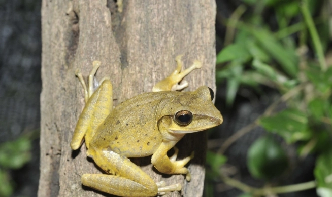 斑腿樹蛙防治 斑腿樹蛙防治