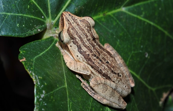 斑腿樹蛙照顧 斑腿樹蛙照顧