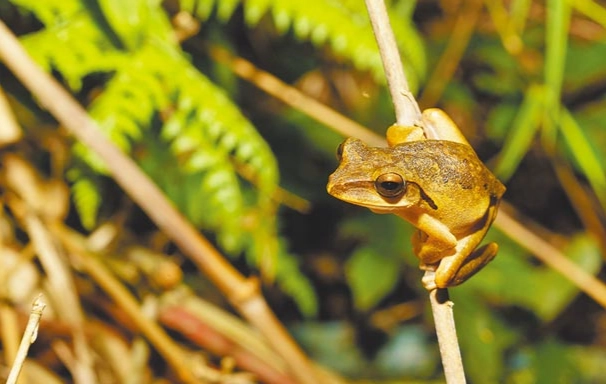 外來種斑腿樹蛙 外來種斑腿樹蛙