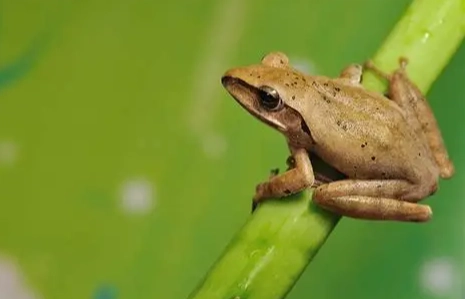 斑腿樹蛙飼養 斑腿樹蛙飼養