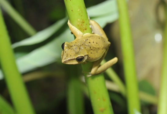 斑腿樹蛙照顧 斑腿樹蛙照顧