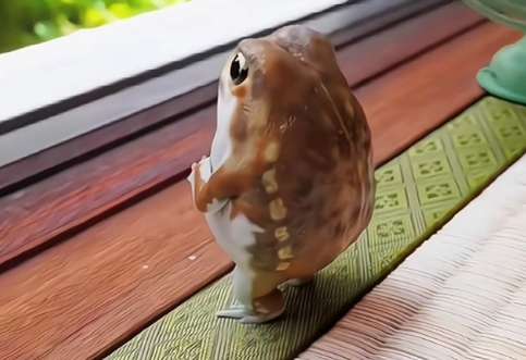 饅頭蛙飼養方法