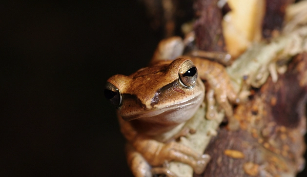台灣外來種青蛙