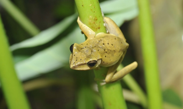 台灣外來種青蛙