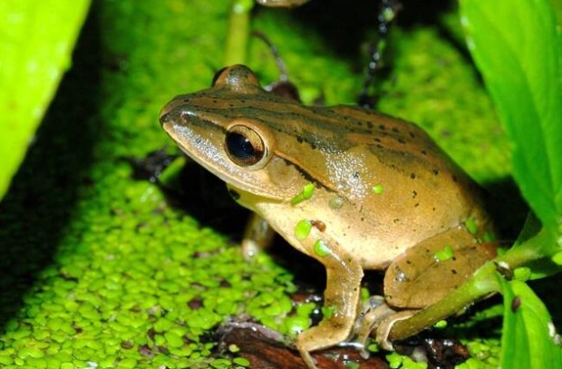 台灣外來種青蛙