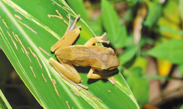 斑腿樹蛙防治