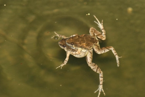 台湾特有种青蛙