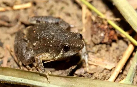 台湾特有种青蛙