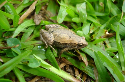 台湾特有种青蛙