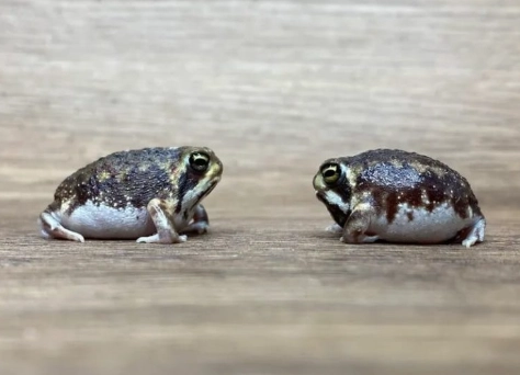 寵物蛙飼養箱設置