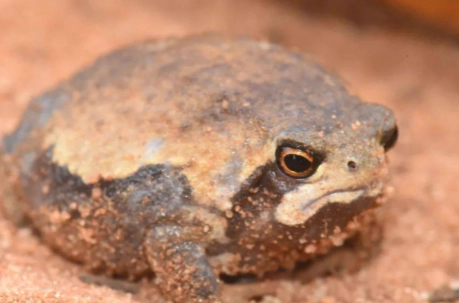 饅頭蛙飼養方法