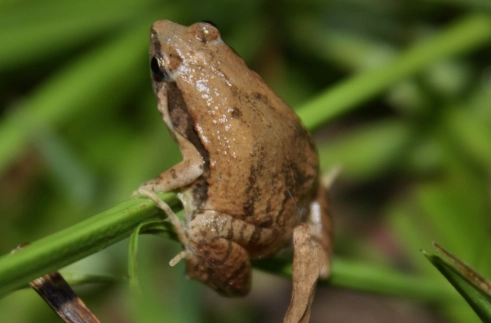 小雨蛙生态习性