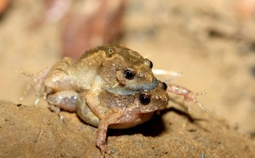 小雨蛙生态习性