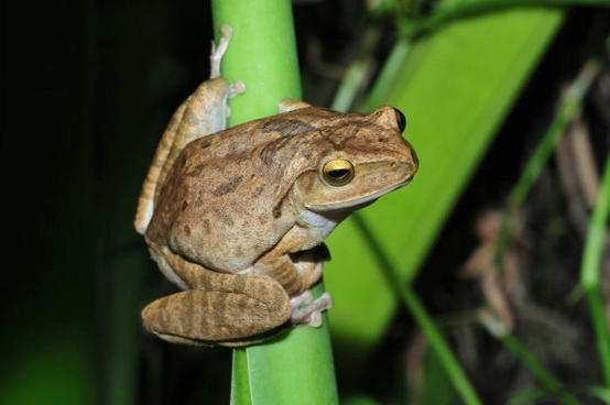 斑腿樹蛙防治