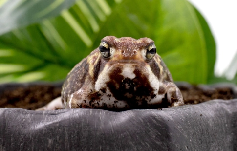 饅頭蛙飼養方法