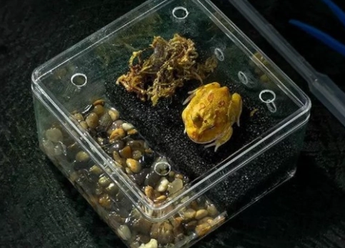 寵物蛙飼養箱設置