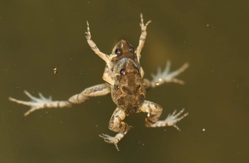 小雨蛙生态习性