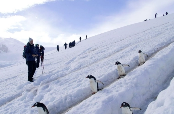 南極旅遊攻略 南極旅遊攻略