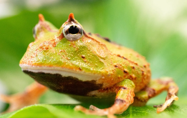 角蛙腸胃炎治療