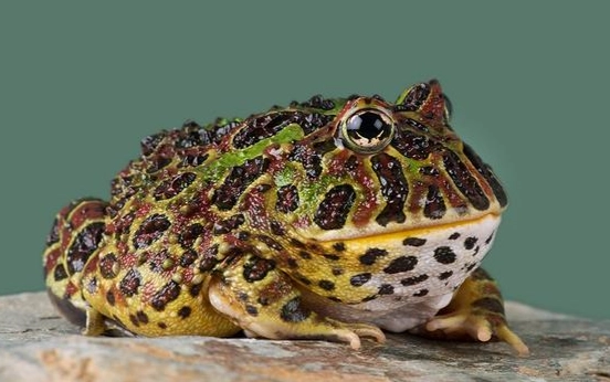 角蛙不動了原因