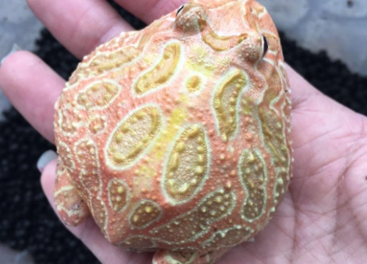 角蛙腸胃炎症狀