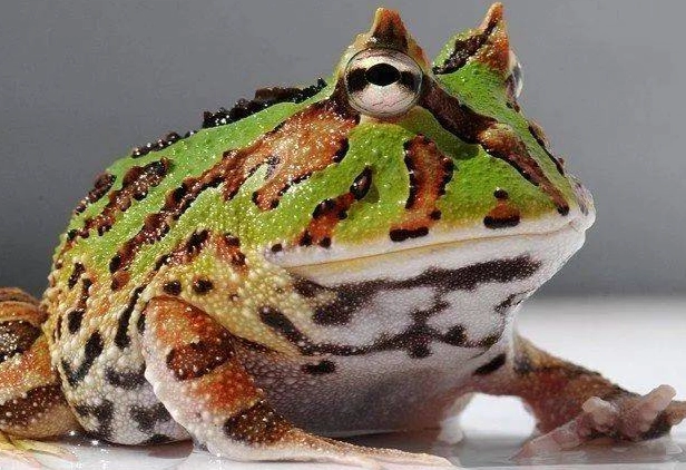 角蛙腸胃炎治療