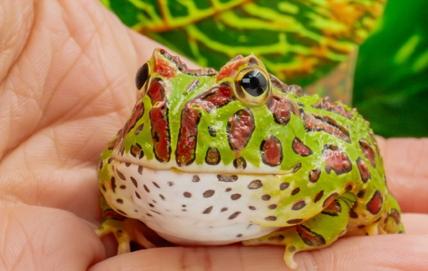 角蛙腸胃炎症狀