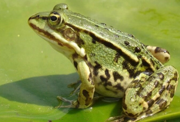 青蛙食性 青蛙食性