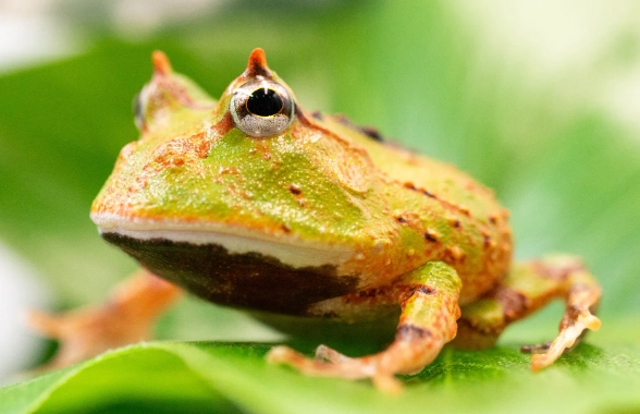 寵物蛙骨折 寵物蛙骨折