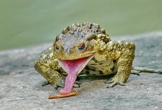 小蟾蜍食物 小蟾蜍食物