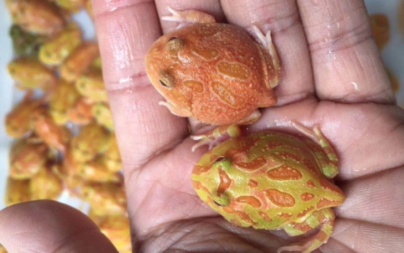 角蛙健康問題 角蛙健康問題