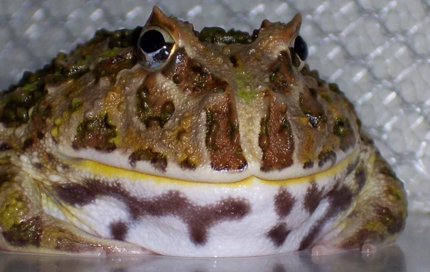 角蛙健康問題 角蛙健康問題