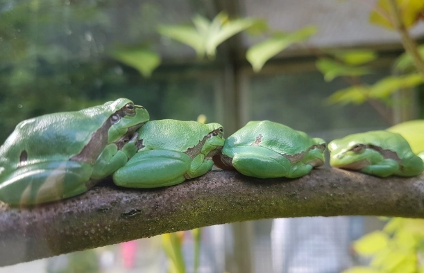 寵物青蛙飼養方法 寵物青蛙飼養方法