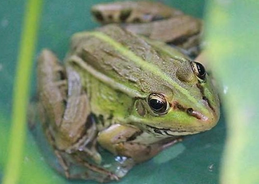 寵物青蛙飼養方法 寵物青蛙飼養方法