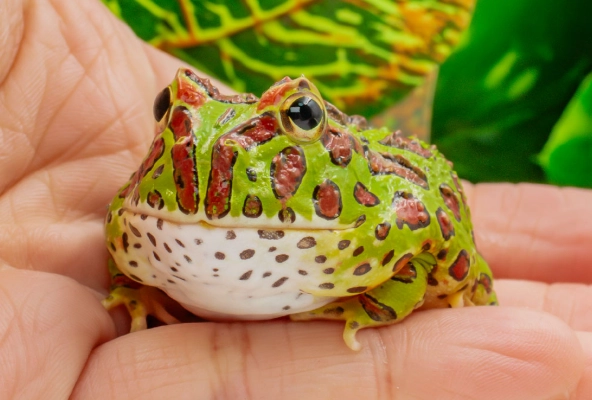 寵物蛙骨折 寵物蛙骨折