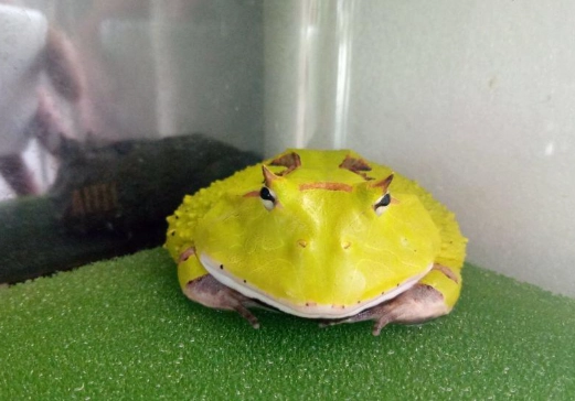 角蛙屍體處理方法