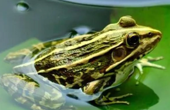 青蛙植物食物 青蛙植物食物