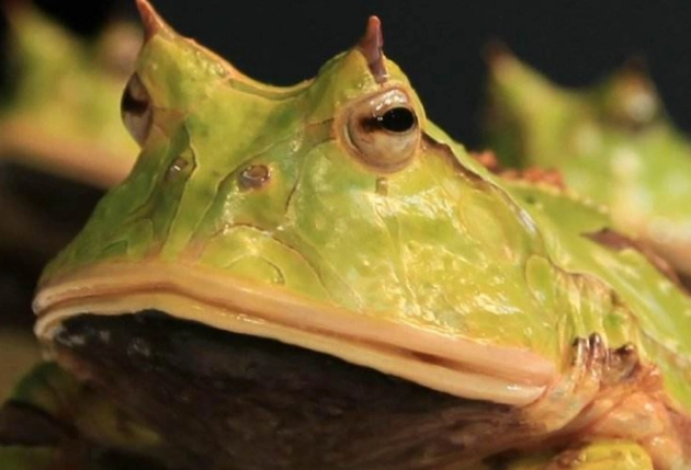 角蛙眼睛半開原因 角蛙眼睛半開原因