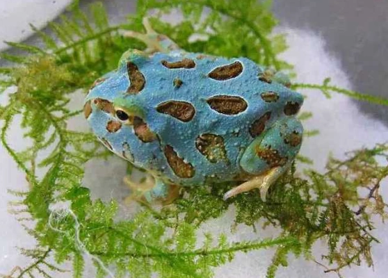 角蛙健康 角蛙健康