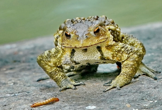 蟾蜍餵食 蟾蜍餵食