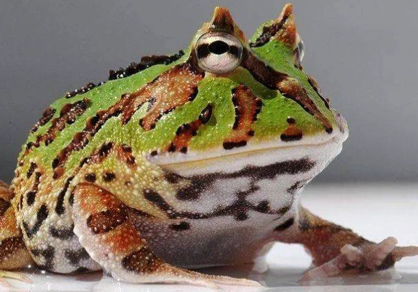 角蛙健康照顧 角蛙健康照顧